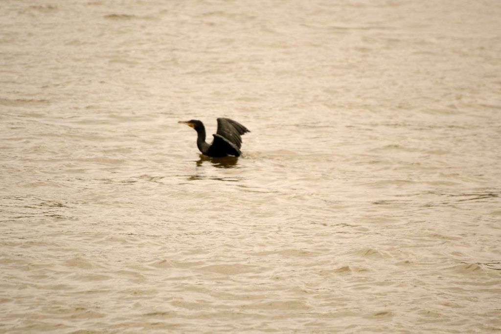 Cormoran grande