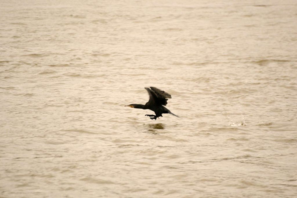 Cormorán grande