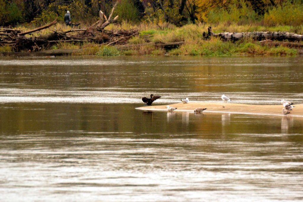 Cormoran grande
