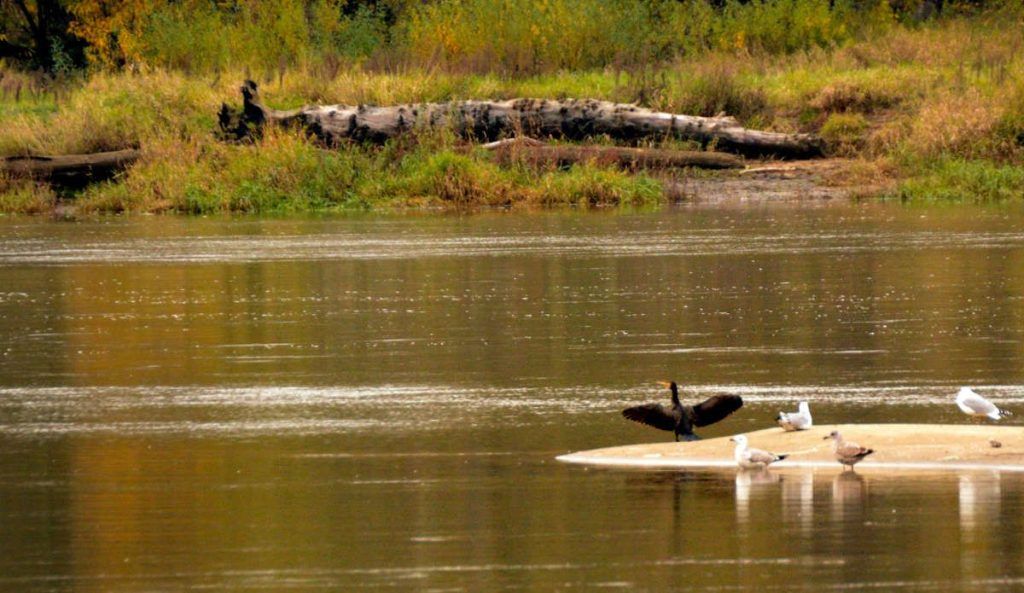 Cormoran grande