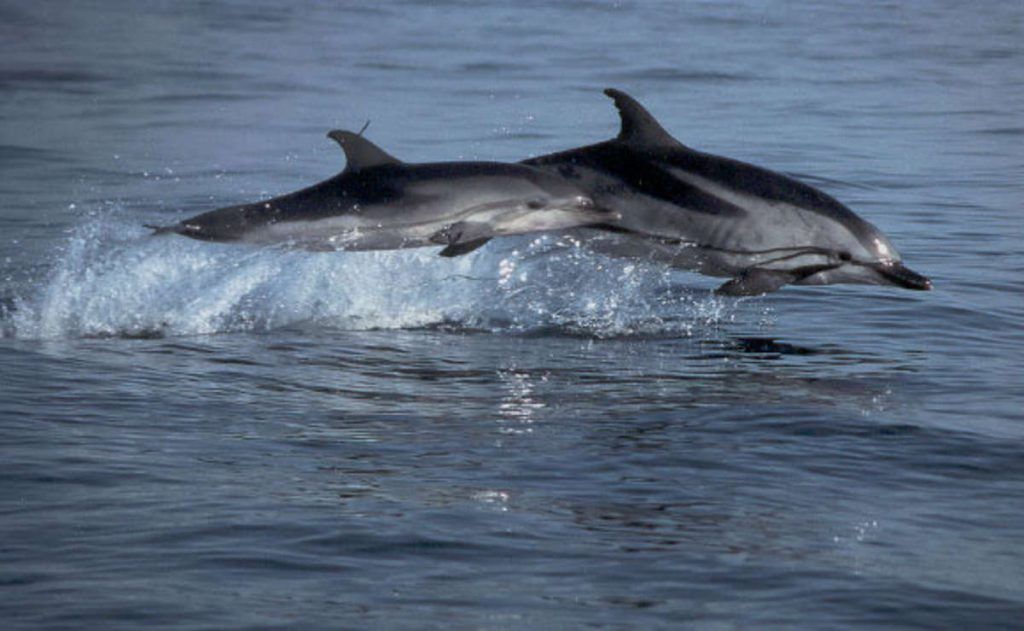 Delfines, Tarifa, proyectos fotográficos 2018