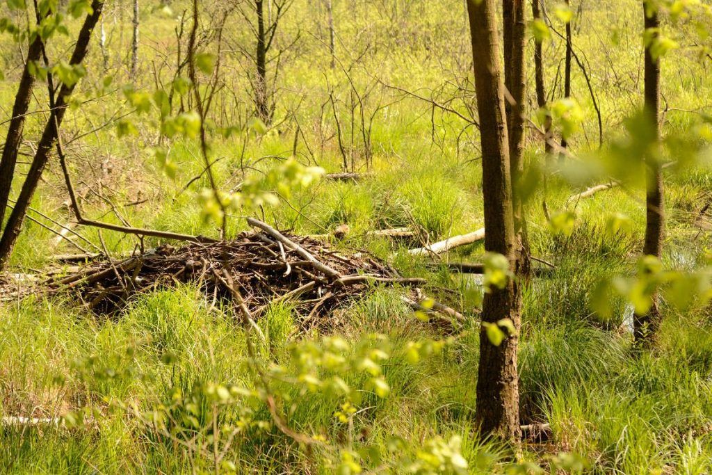 Beavers, Polish fauna