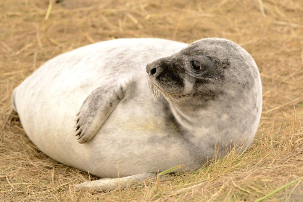 foca gris, Donna Nook, viajes fotograficos, fotografia de naturaleza, fotografia de fauna