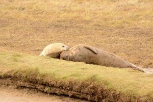 Photographic tours, nature photography, Donna Nook