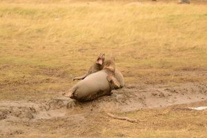 photo tour, nature photography, gray seal