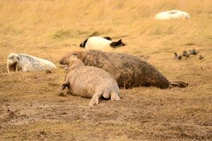 photo tour, nature photography, gray seal
