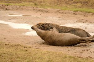 Photographic trips, nature photography, grey seals, wildlife photography