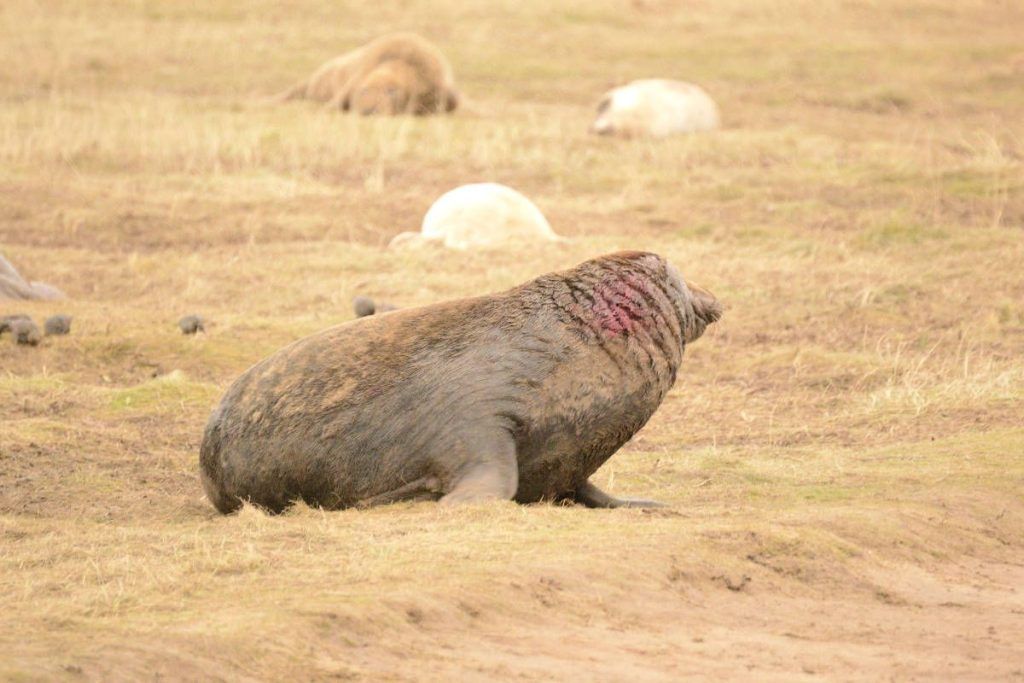 Donna Nook 14