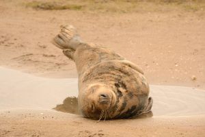 Donna Nook 15