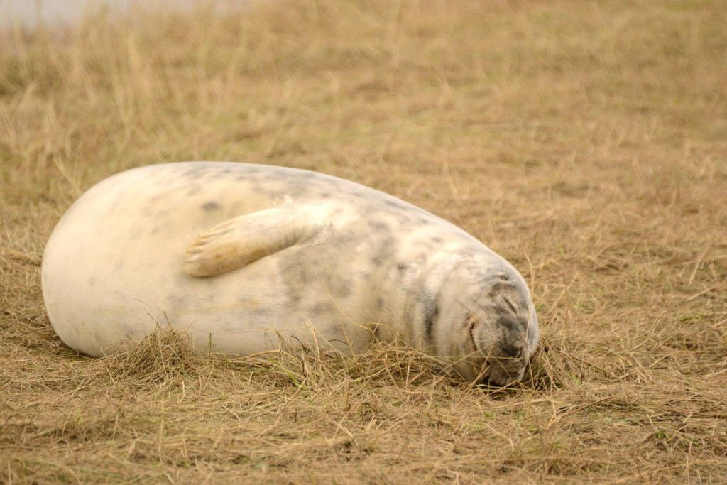 Donna Nook 16