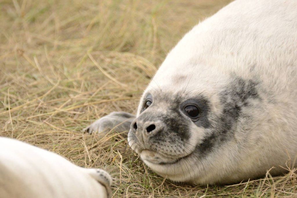 Photographic Journey. Nature Photography. Donna Nook. Gray Seal