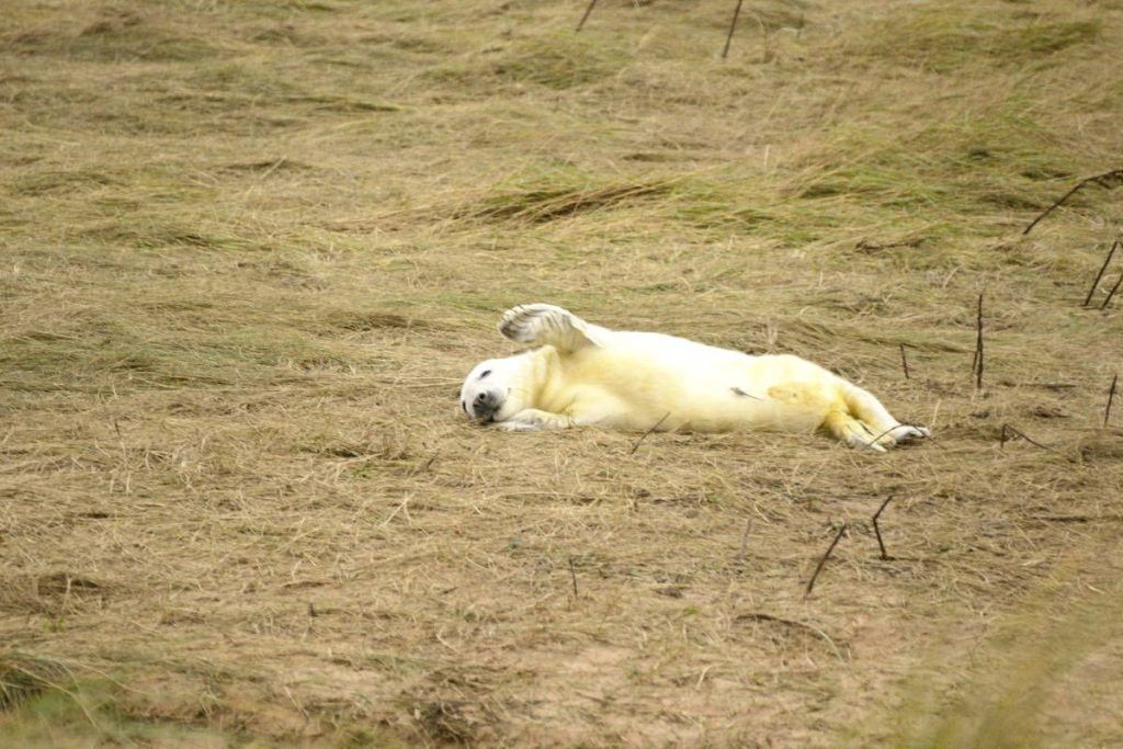 Photographic Journey - Nature Photography. Donna Nook