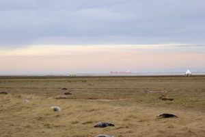 Donna Nook, viajes fotograficos