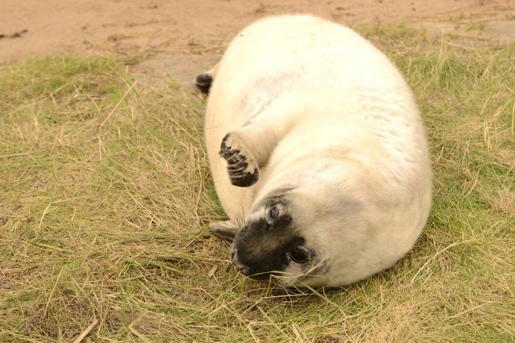 Donna Nook, viajes fotograficos, fotografia de naturaleza