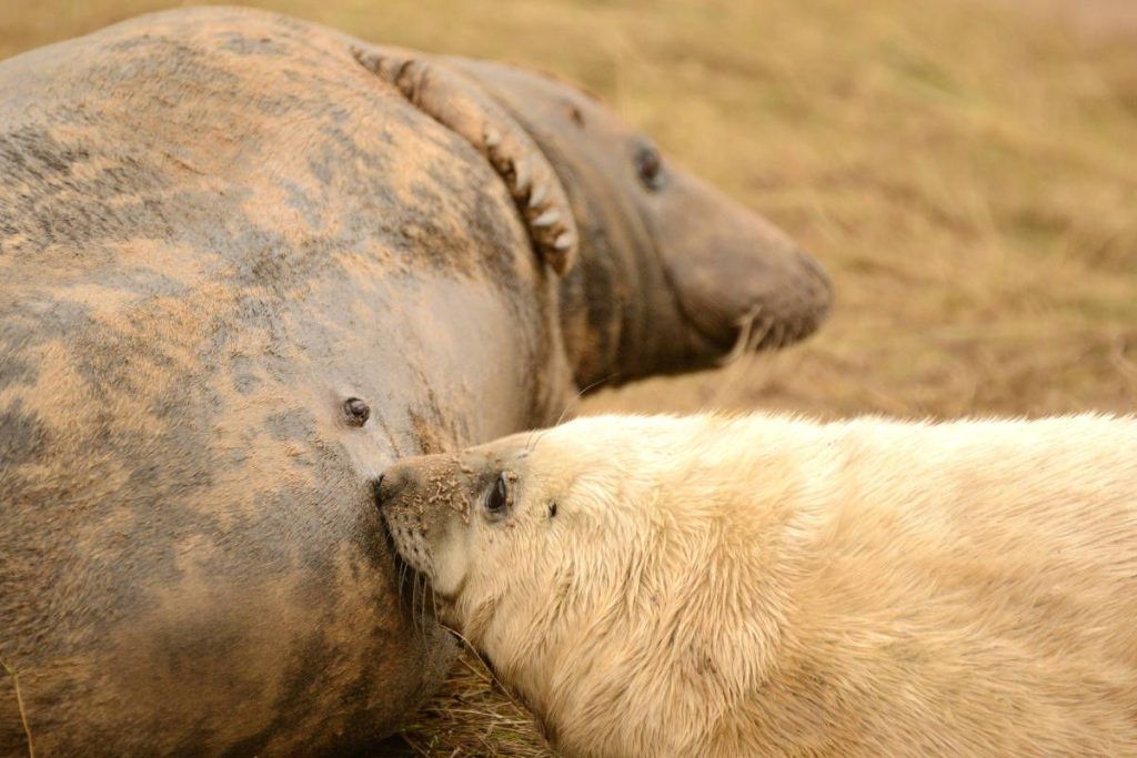 grris seal, photo tours, nature photography