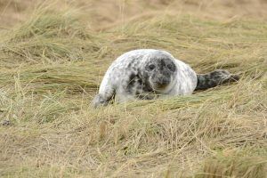 viajes fotograficos, Donna Nook, fotografia de naturaleza