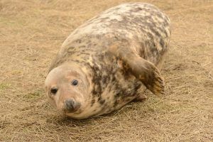 viajes fotograficos, Donna Nook, fotograifia de naturaleza