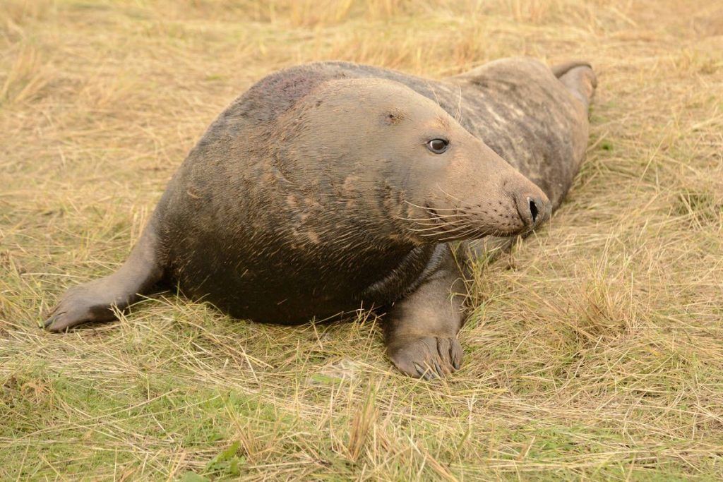 viajes fotograficos, Donna Nook, fotografia de naturaleza, fotografia de fauna, foca gris