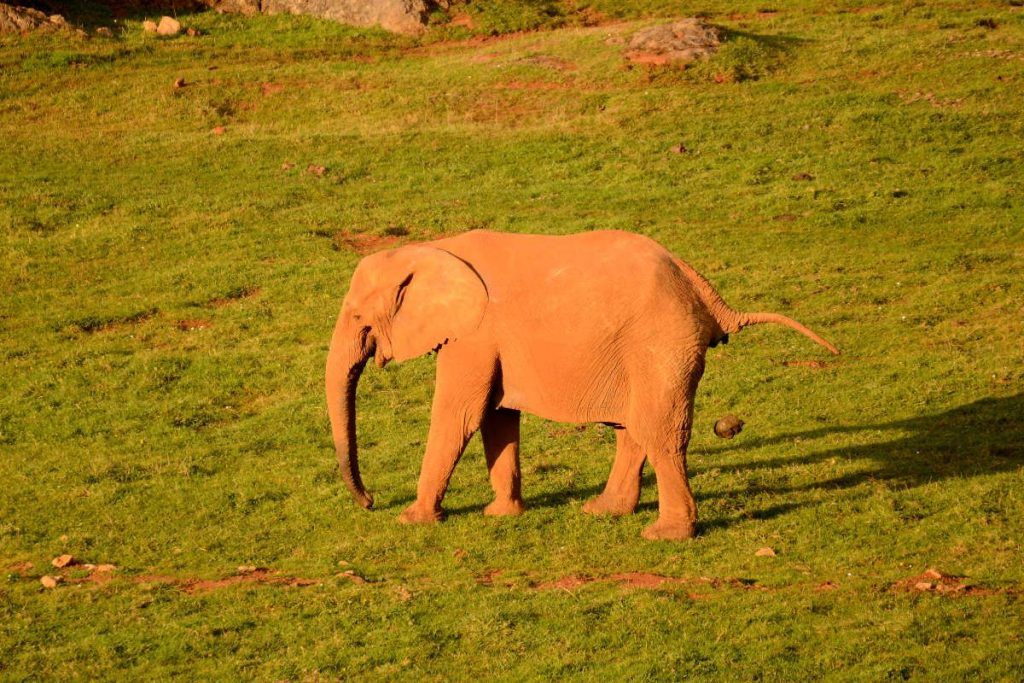 Elefant in Cabárceno