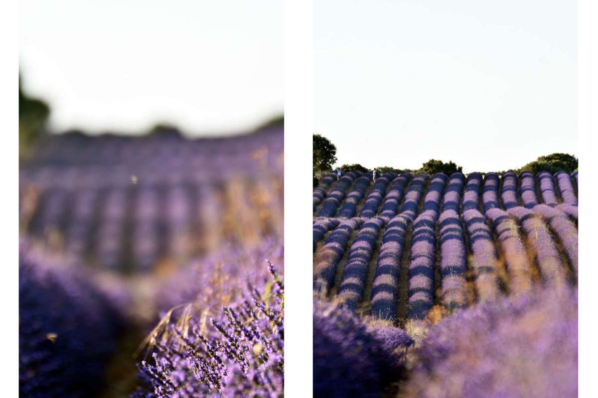Campos de lavanda profundidad