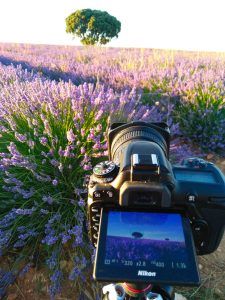 Campos de lavanda - filtros