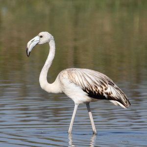 Flamant rose