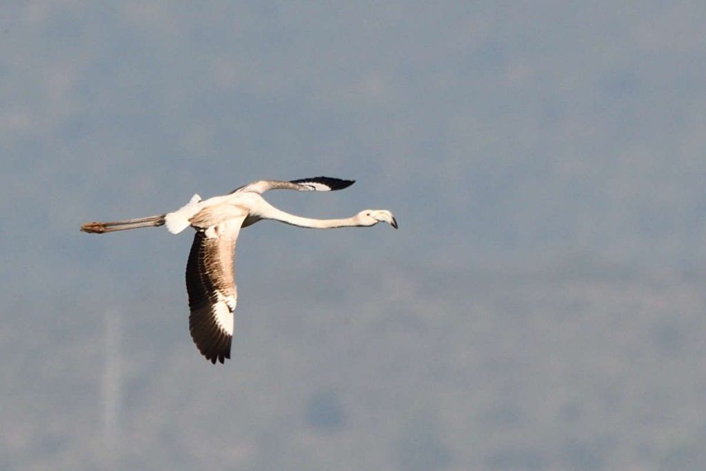 flamant rose volant à El Remolar
