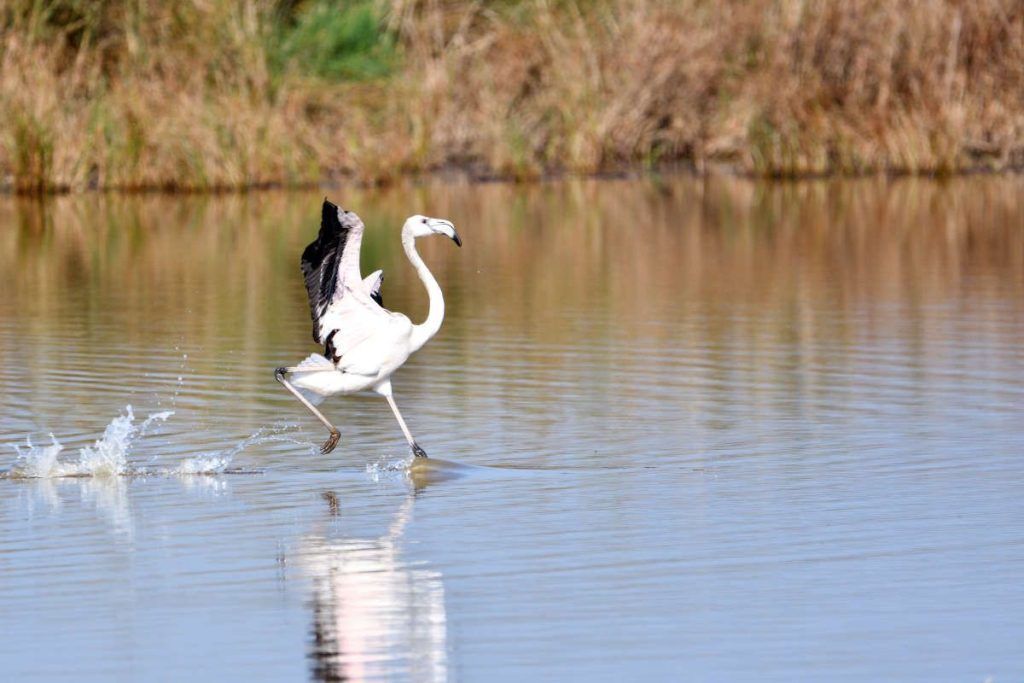 Flamenco à Remolar