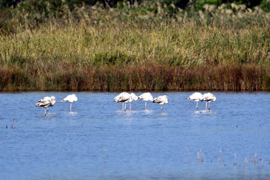 Flamants roses dans le Delta