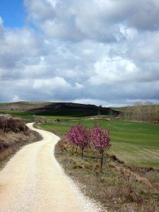 Paisajismo Camino