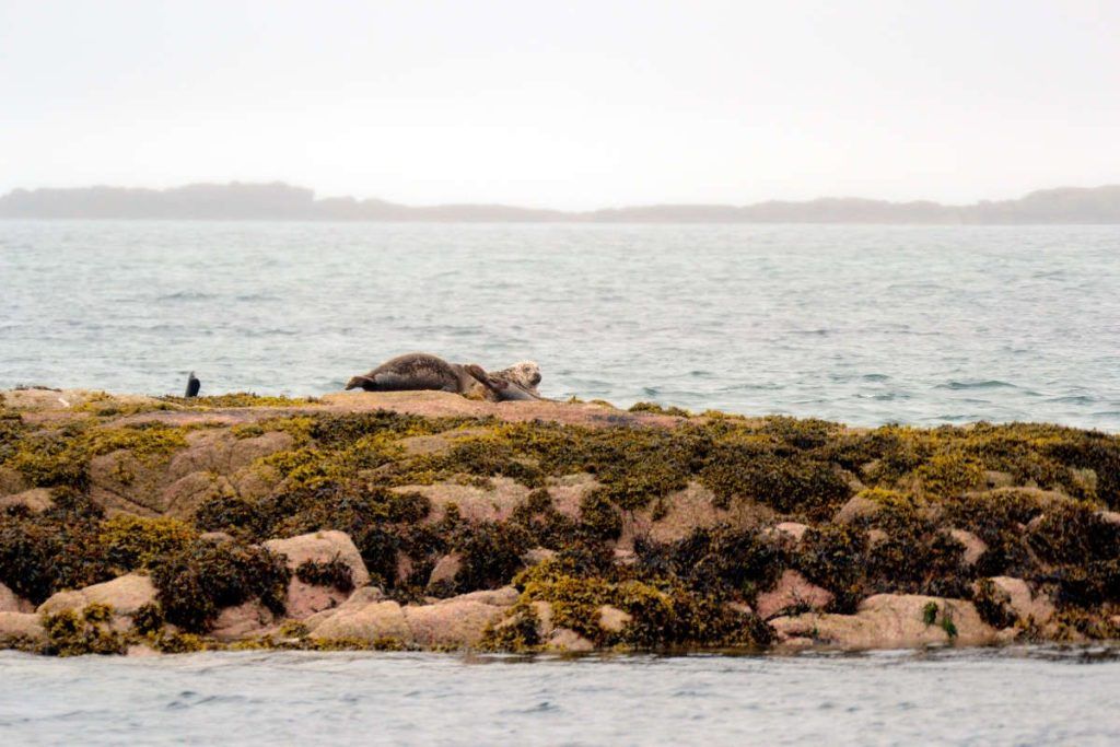 foca gris en la isla de Mull