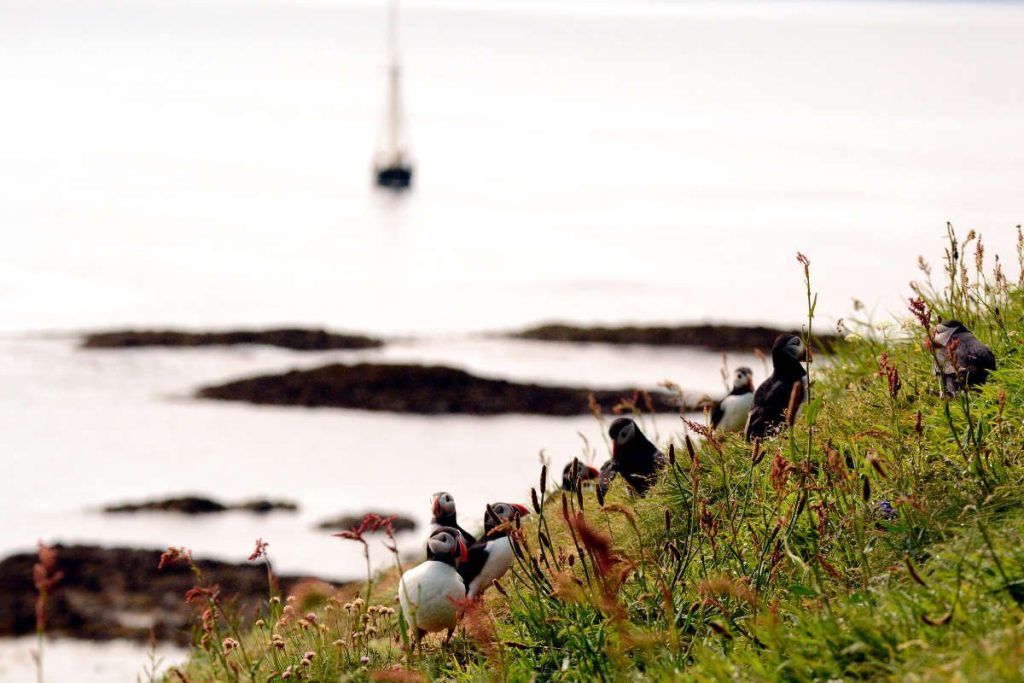 Atlantic Puffin, Staffa