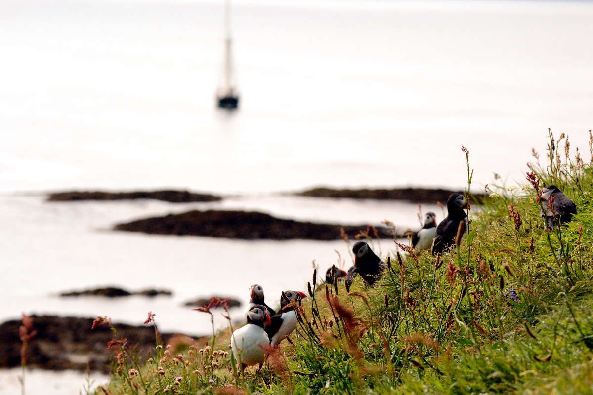 Frailecillo atlántico, Staffa