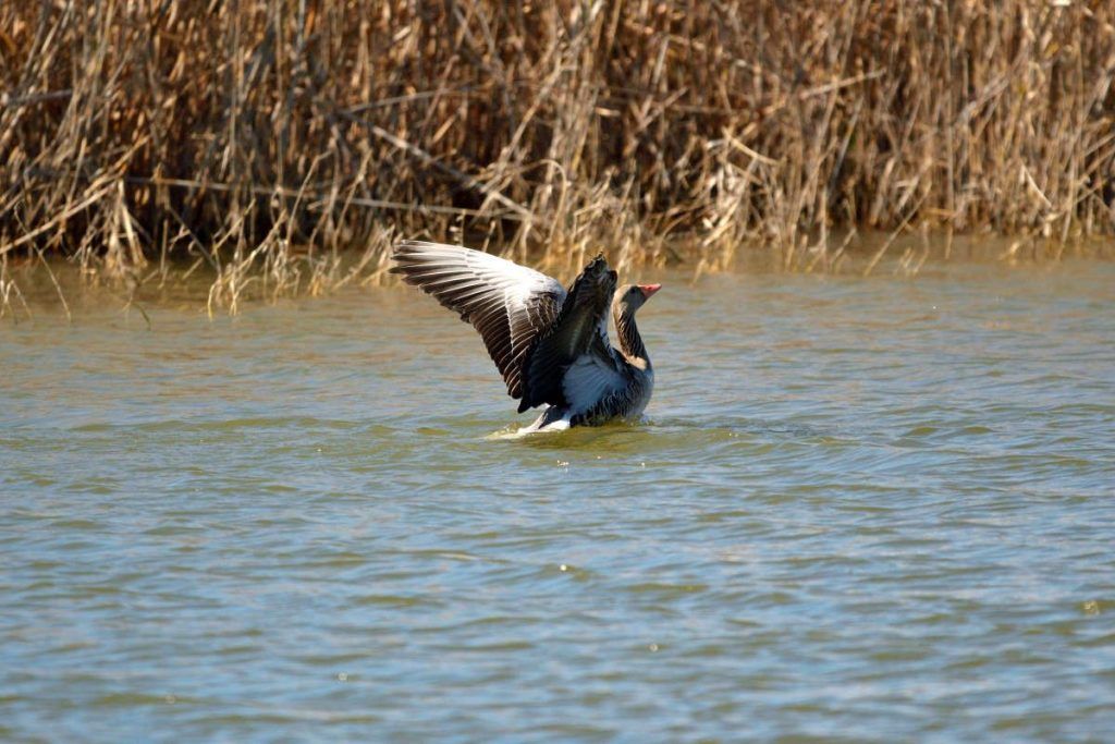 Sigma 150-600 mm