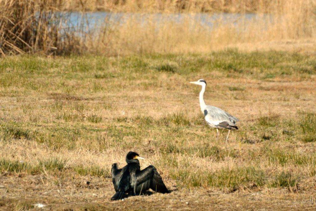 Llobregat Delta, Egret