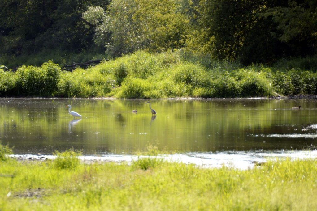 Herons 2017