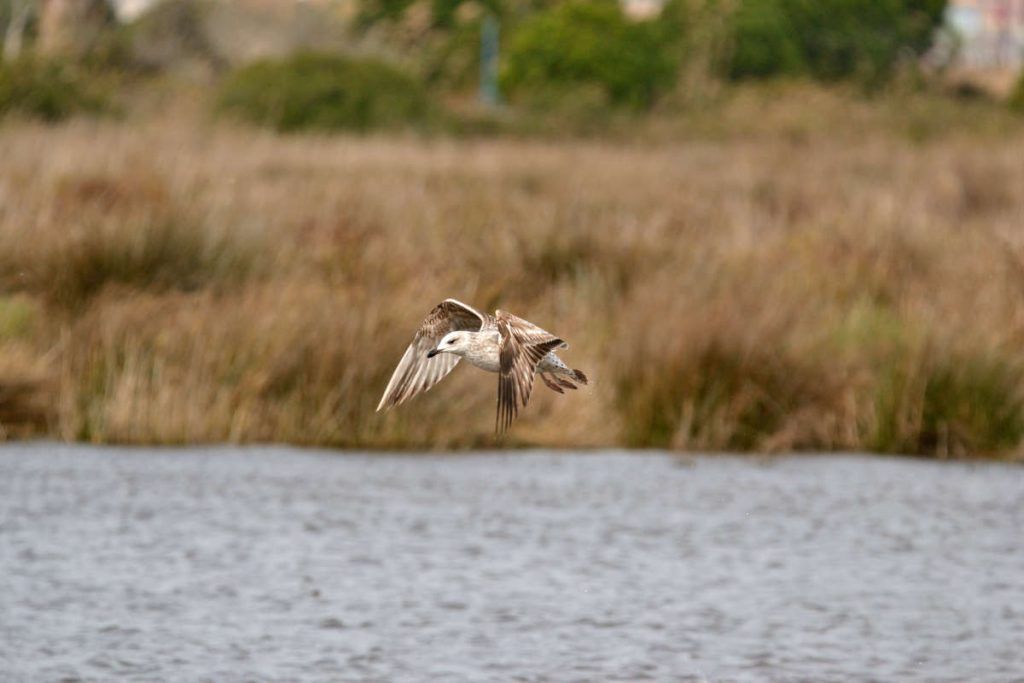 Delta del Llobregat, Tamron 150-600mm