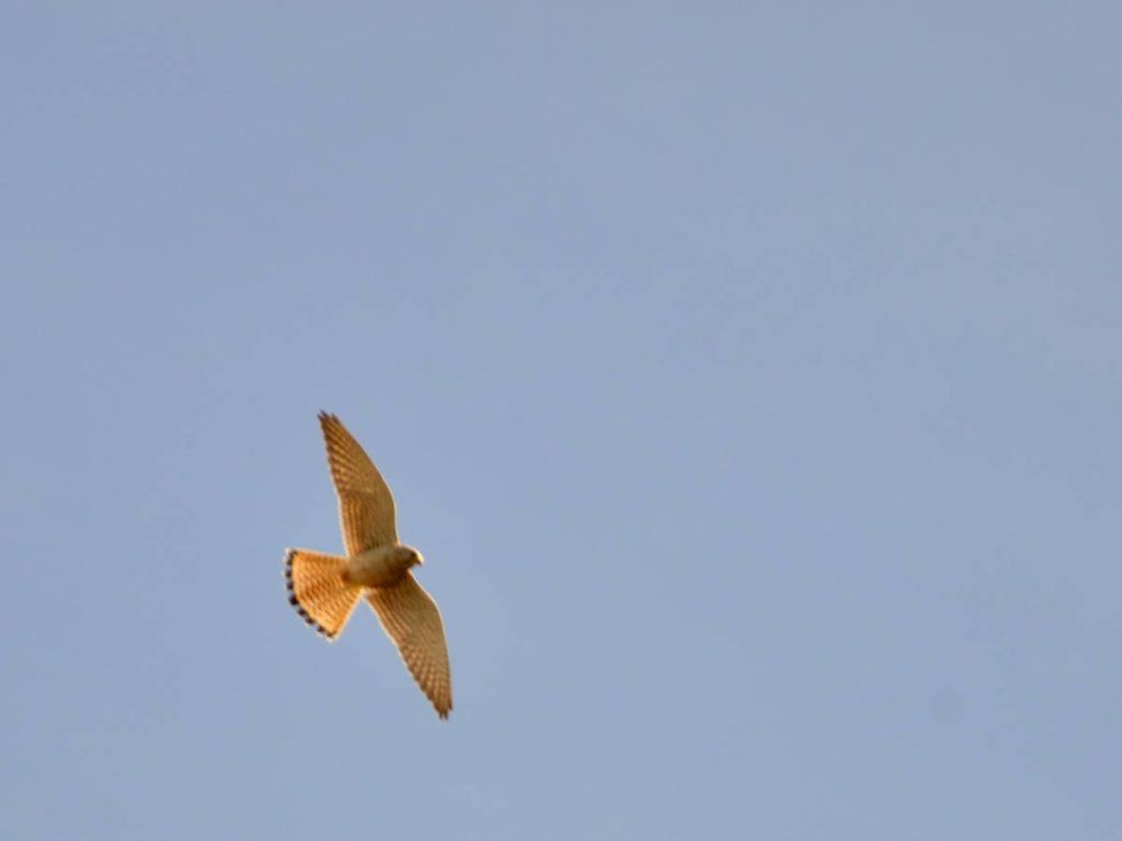 Cernícalo Primilla, Falco naumanni,fotografiado en el río Dulce