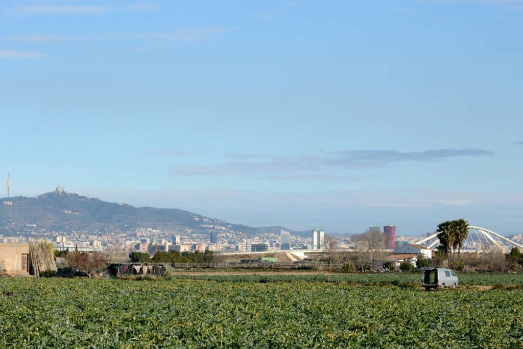 Orchards in the Llobregat Delta