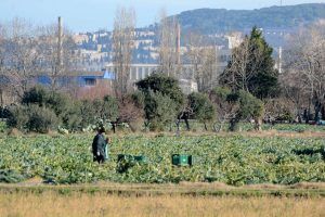 Orchards in the Llobregat Delta