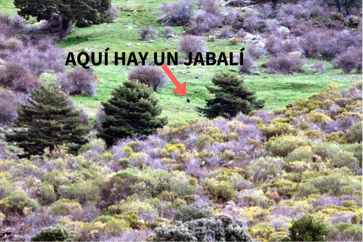 Les frustrations d'un photographe de nature