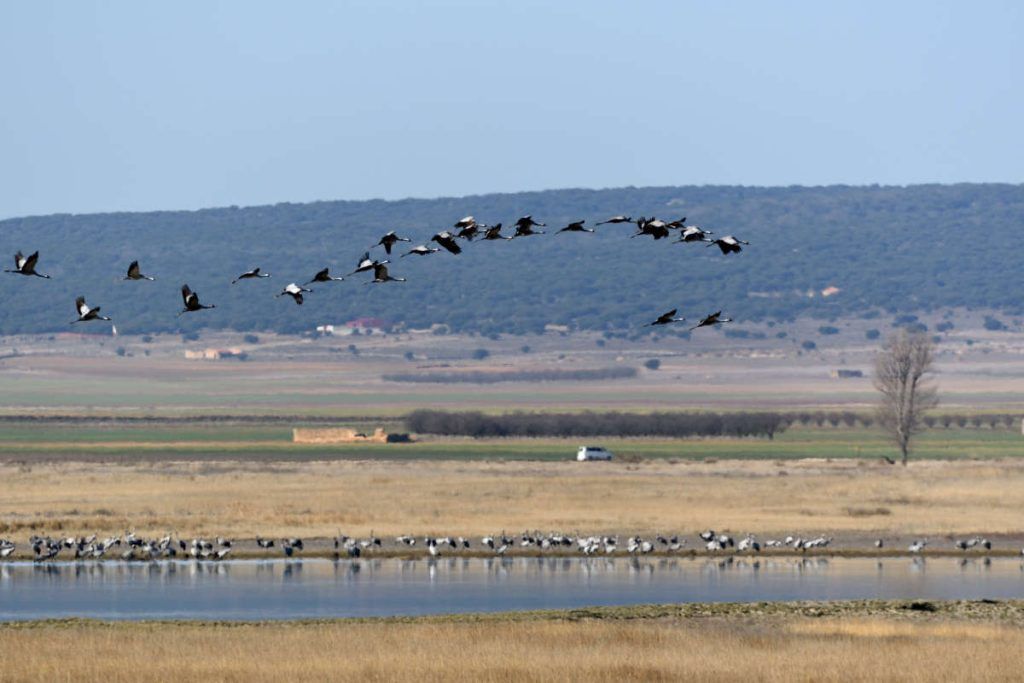 Kranichzug, Gallocanta, Februar 2019