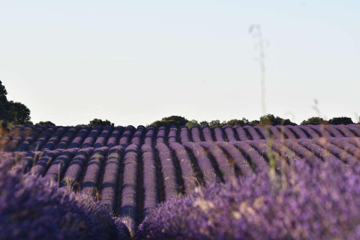 Campos de lavanda 6