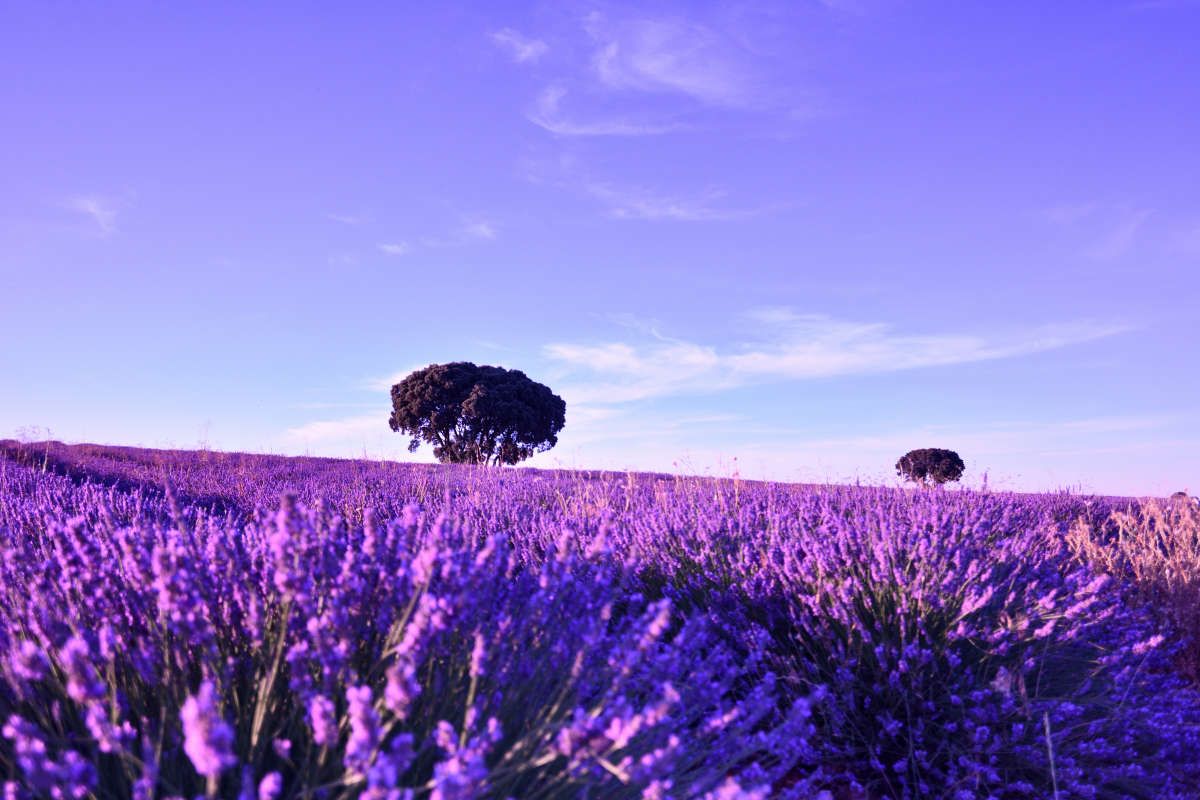 Campos de lavanda 7