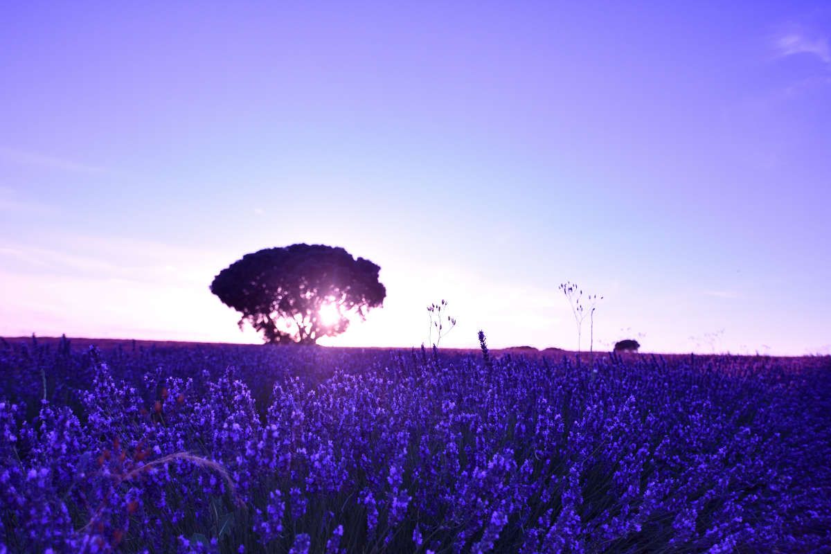 Campos de lavanda 8