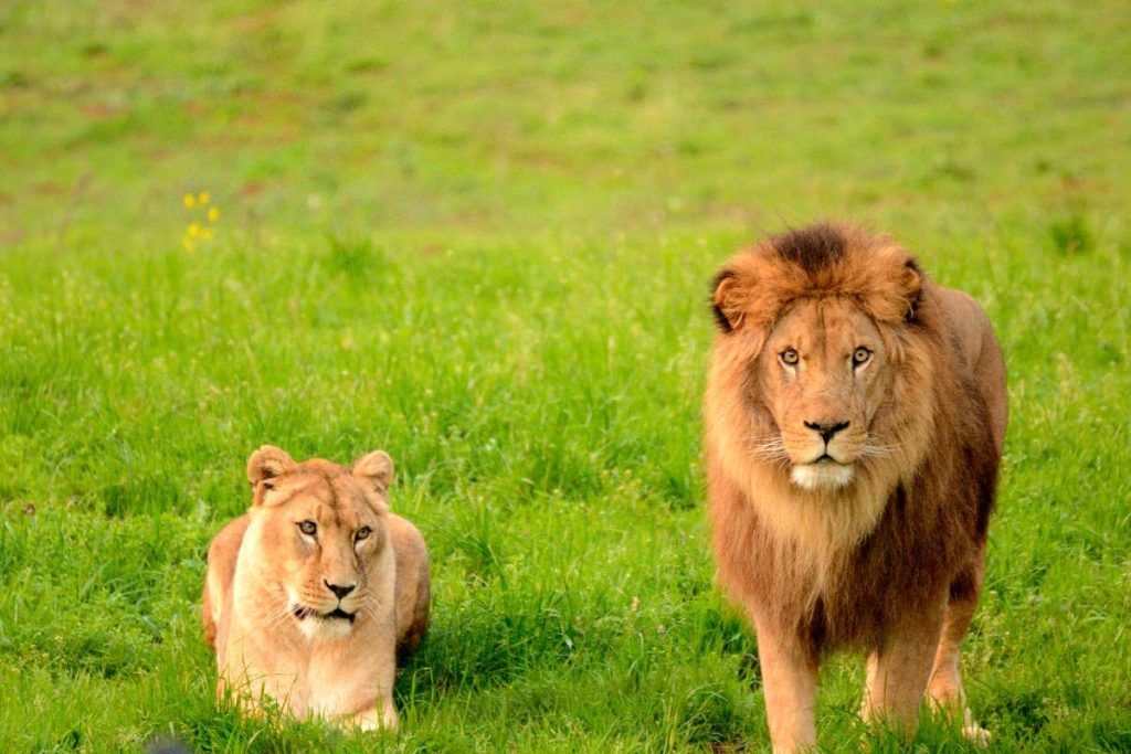 Cabárceno Lions