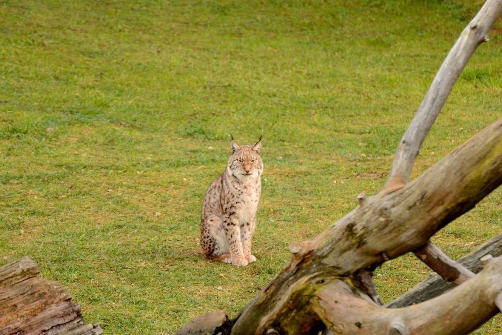Luchs, Cabárceno