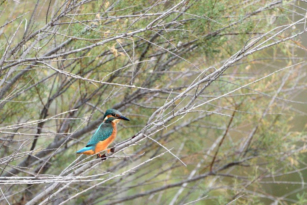 Kingfisher perched