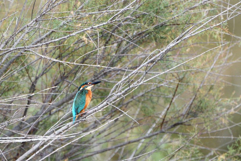 Kingfisher perched