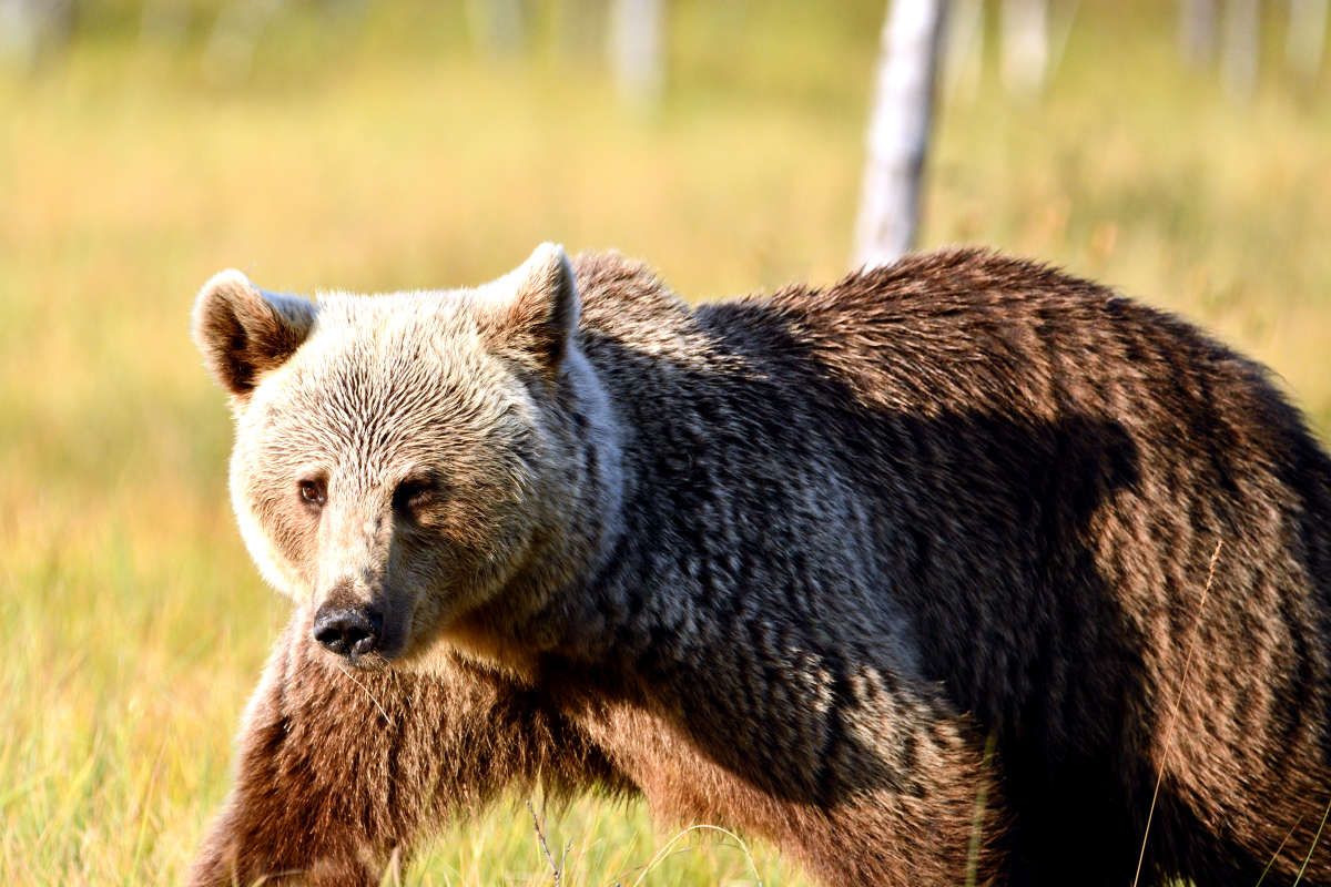 Weiblicher Braunbär